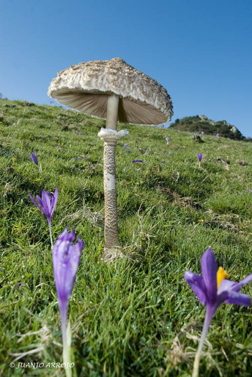 Foto de Sierra del Sueve (Asturias), España