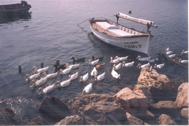 Foto de Fornells -  Menorca (Illes Balears), España