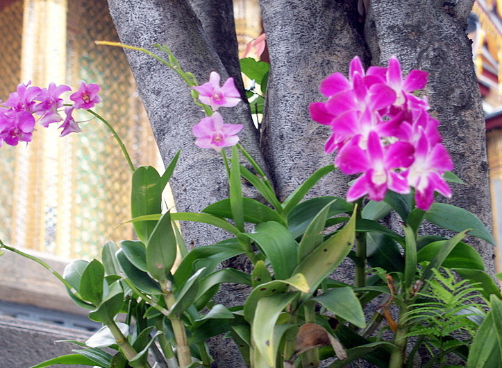 Foto de Bangkok, Tailandia