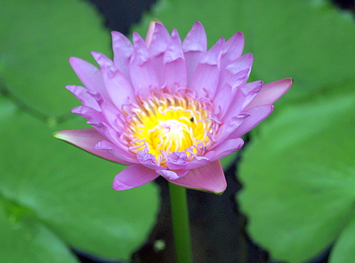 Foto de Bangkok, Tailandia