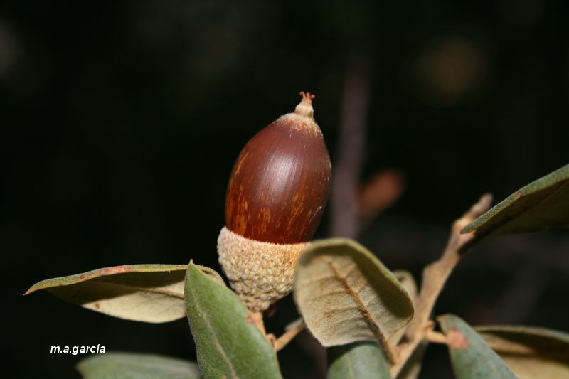 Foto de Ólvega (Soria), España