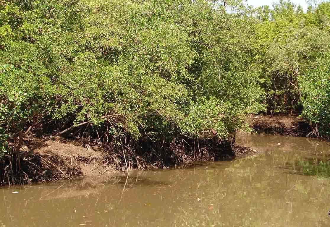 Foto de Chomes, Costa Rica