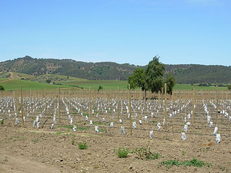 Foto de Casa Blanca, Chile