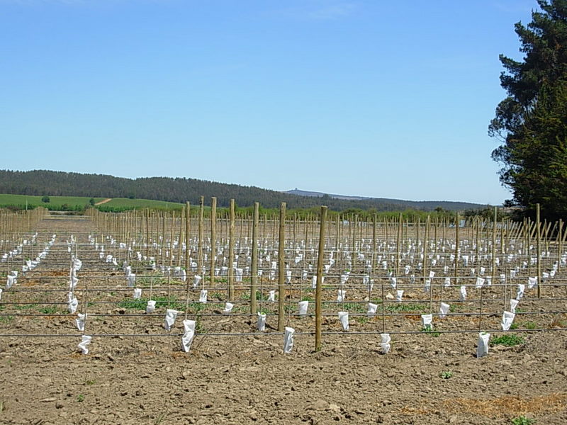 Foto de Casa Blanca, Chile