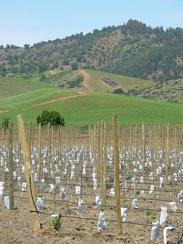 Foto de Casa Blanca, Chile