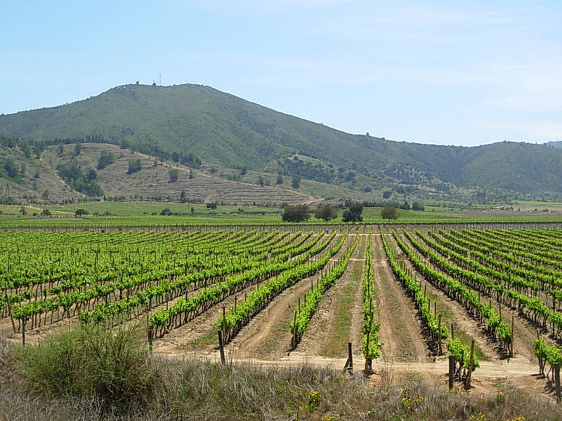 Foto de Casa Blanca, Chile