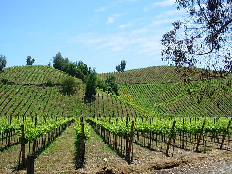 Foto de Casa Blanca, Chile
