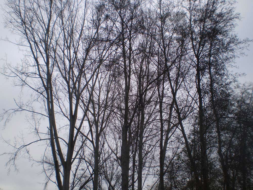 Foto de Cambre (A Coruña), España