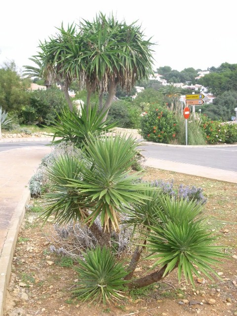 Foto de Binibeca Nou - Menorca (Illes Balears), España