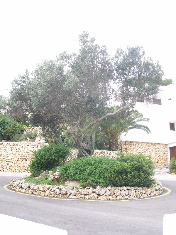 Foto de Cala Torret - Menorca (Illes Balears), España