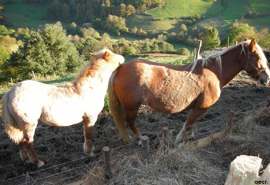 Foto de Pola de Allande (Asturias), España