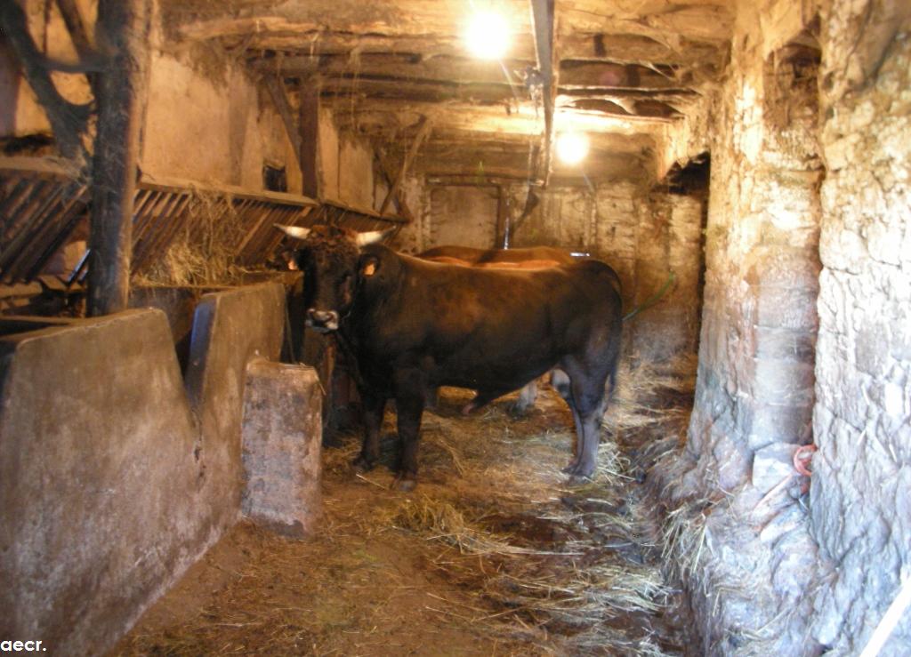 Foto de Pola de Allande (Asturias), España