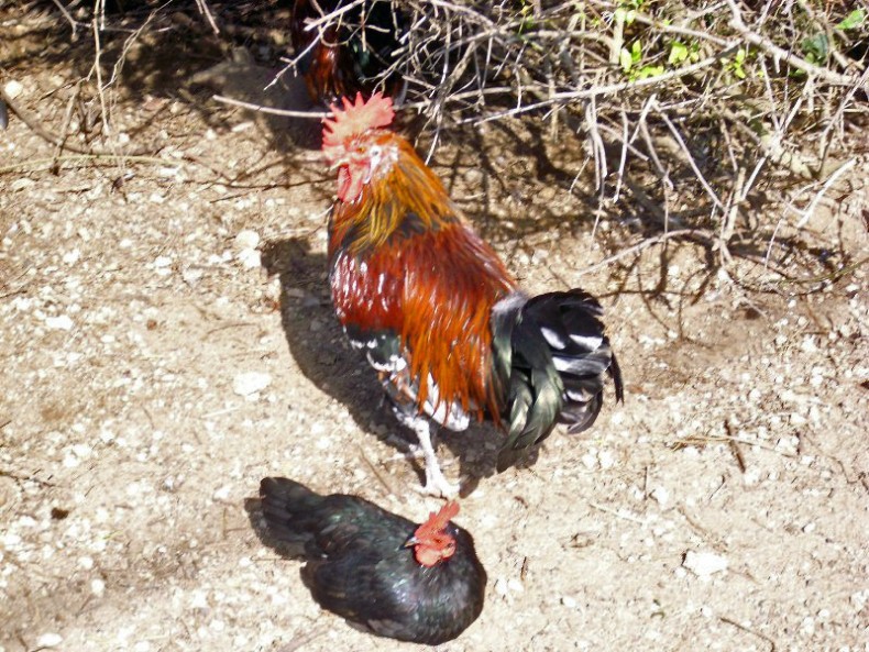 Foto de Cala Sant Esteve - Menorca (Illes Balears), España