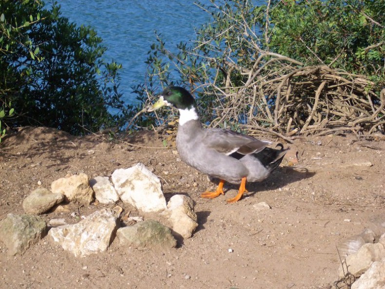 Foto de Cala Sant Esteve - Menorca (Illes Balears), España