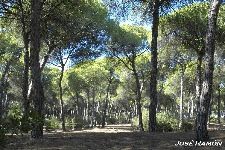 Foto de Puerto de Santa María (Cádiz), España