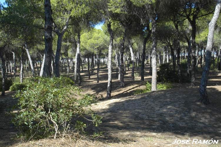 Foto de Puerto de Santa María (Cádiz), España