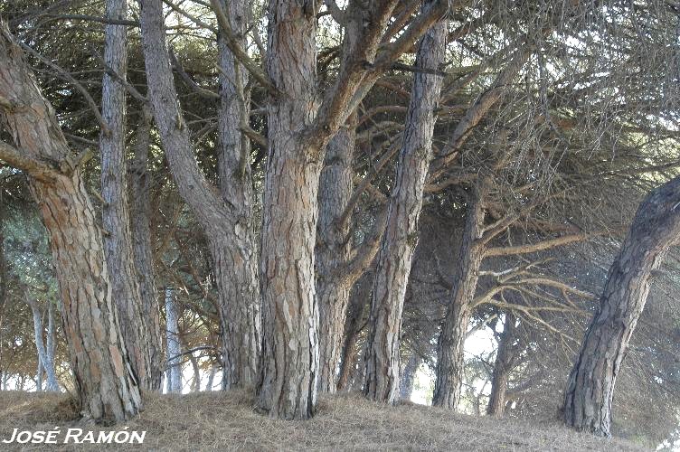Foto de Puerto de Santa María (Cádiz), España