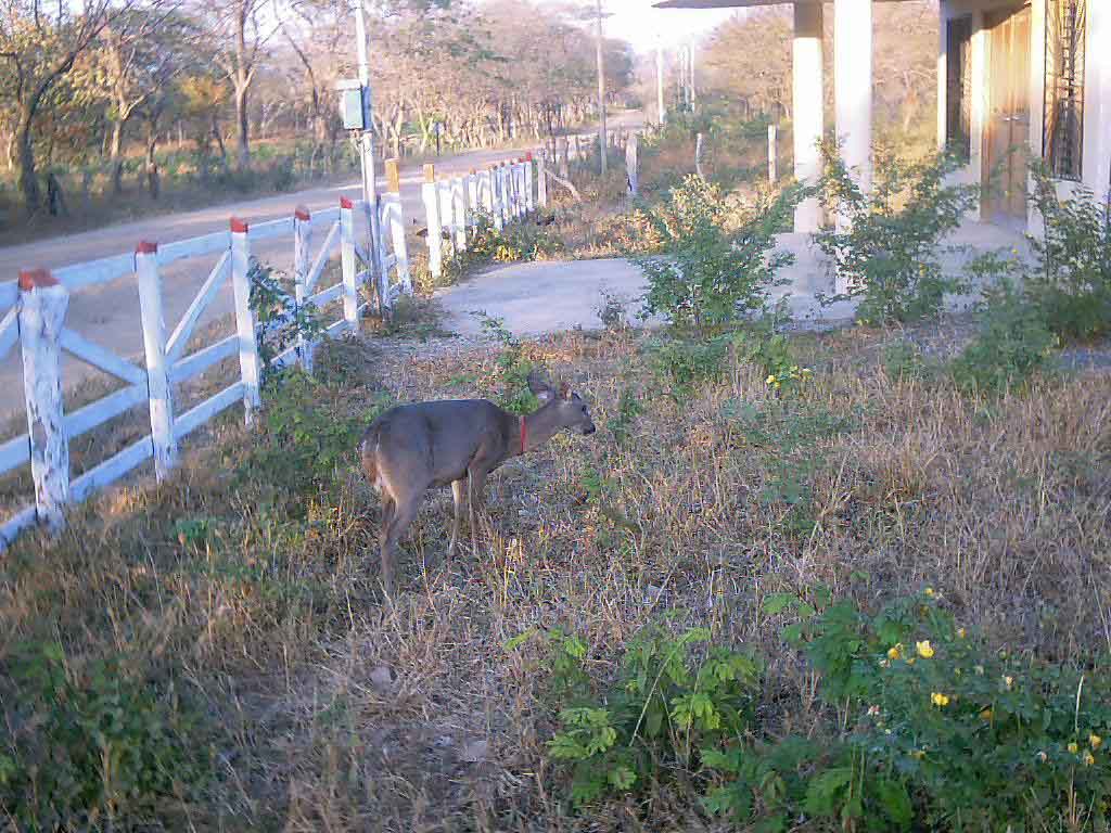 Foto de La Cruz - Guanacaste, Costa Rica