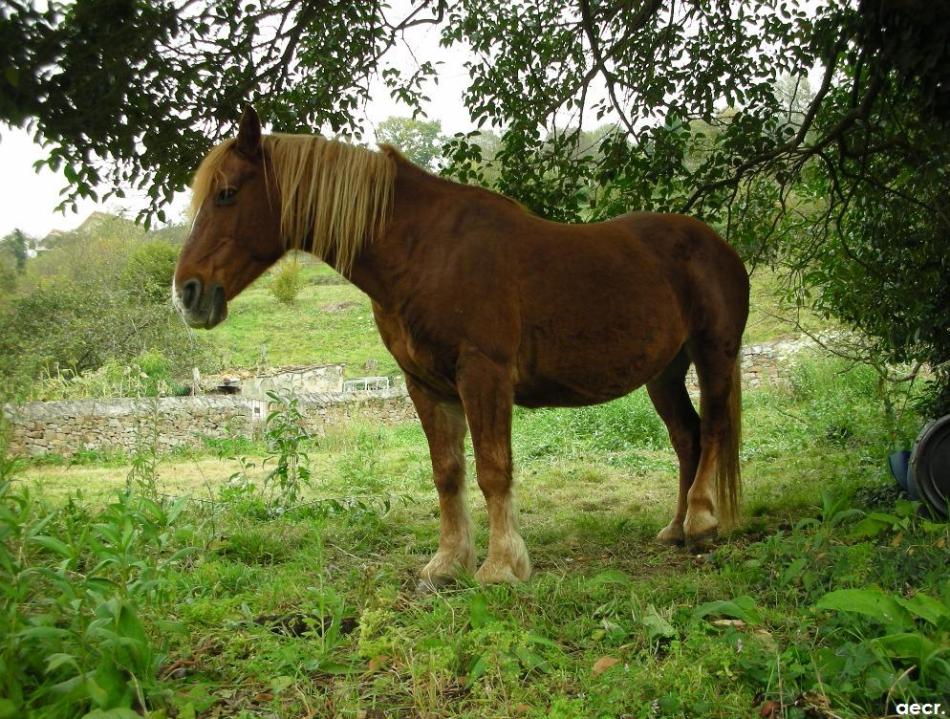 Foto de Pola de Allande (Asturias), España