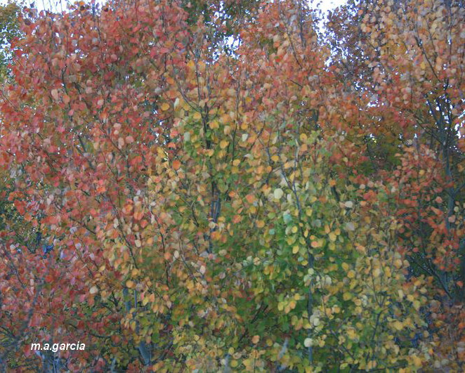 Foto de Respenda de la Peña (Palencia), España