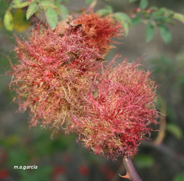 Foto de Respenda de la Peña (Palencia), España