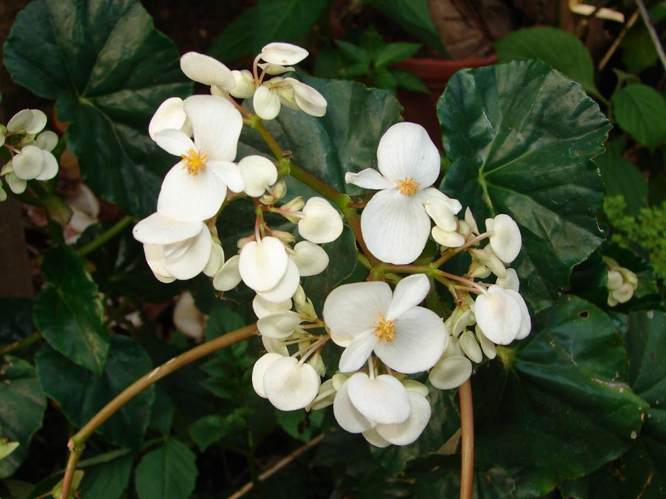 Foto de San Ramon, Costa Rica