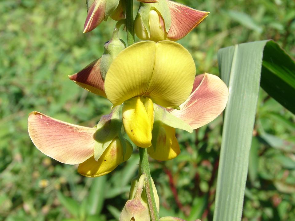 Foto de San Mateo, Costa Rica