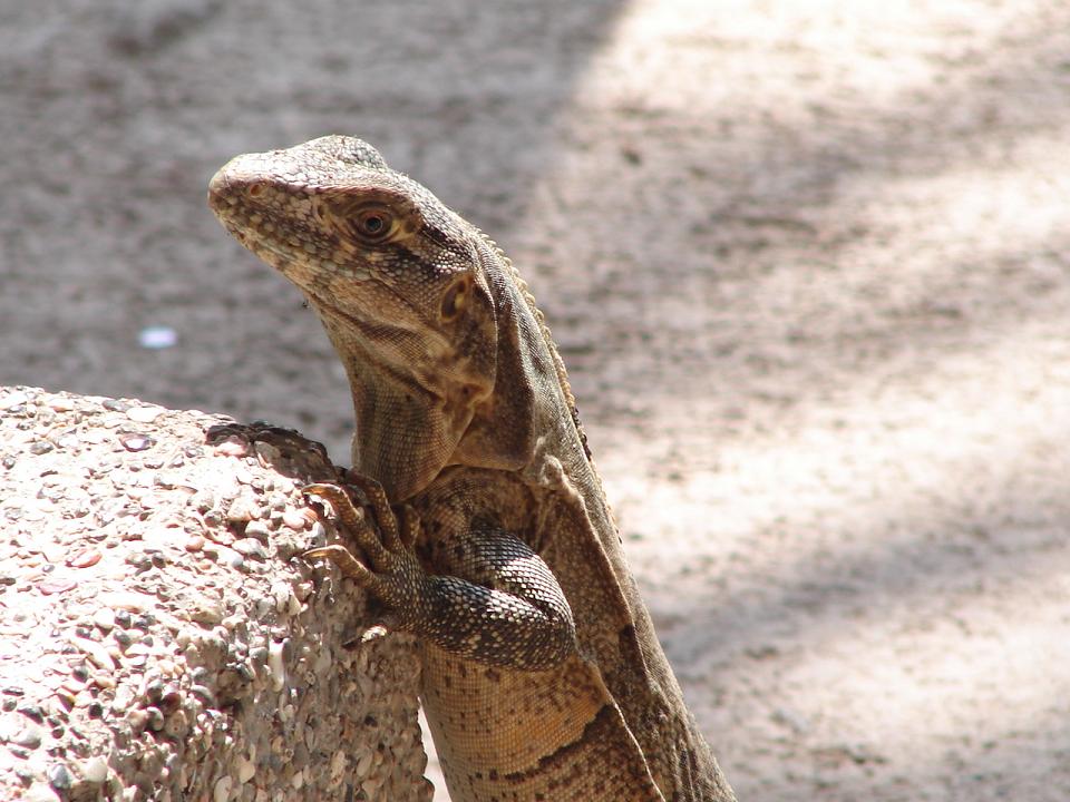 Foto de Caldera, Costa Rica