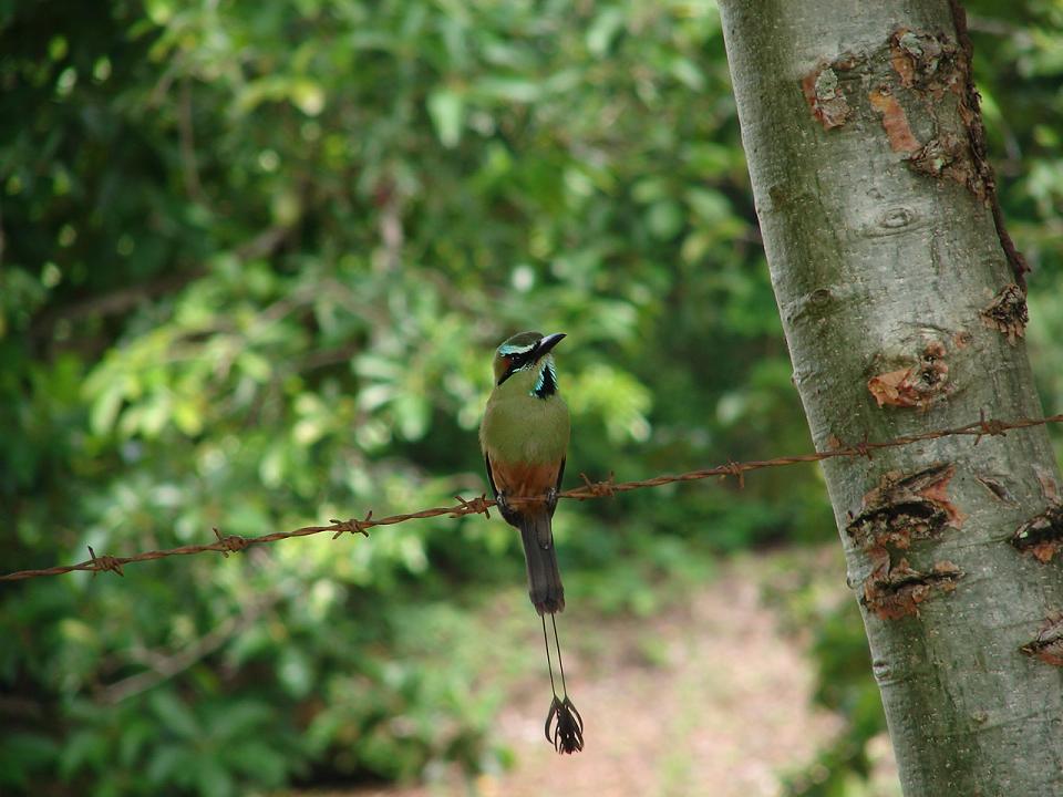 Foto de Miramar, Costa Rica