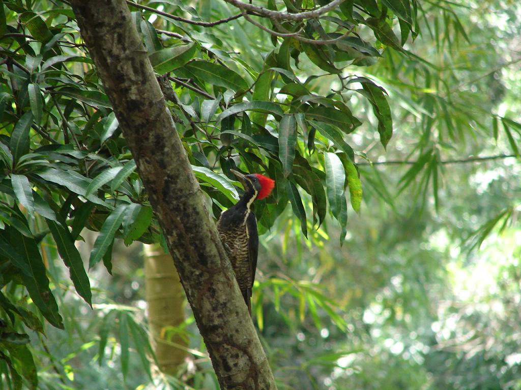 Foto de Judas de Chomes (Puntarenas), Costa Rica