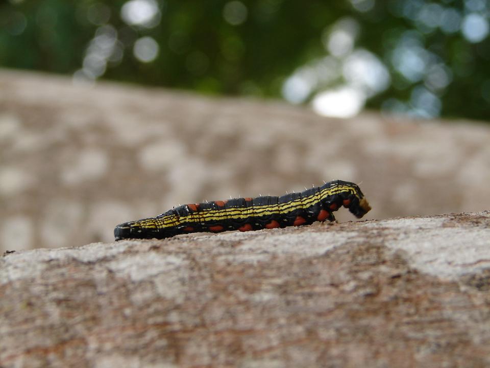 Foto de Puntarenas, Costa Rica