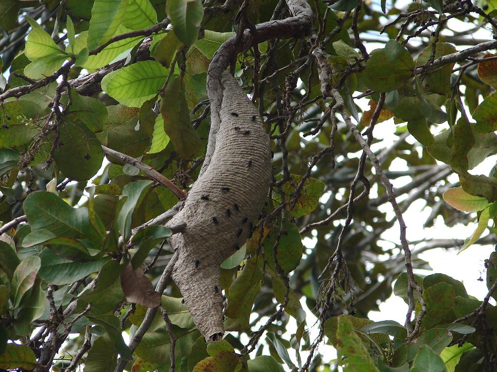 Foto de Miramar, Costa Rica