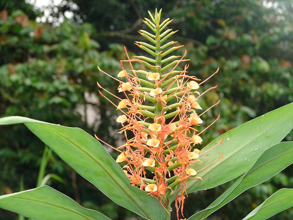 Foto de Arenal, Costa Rica