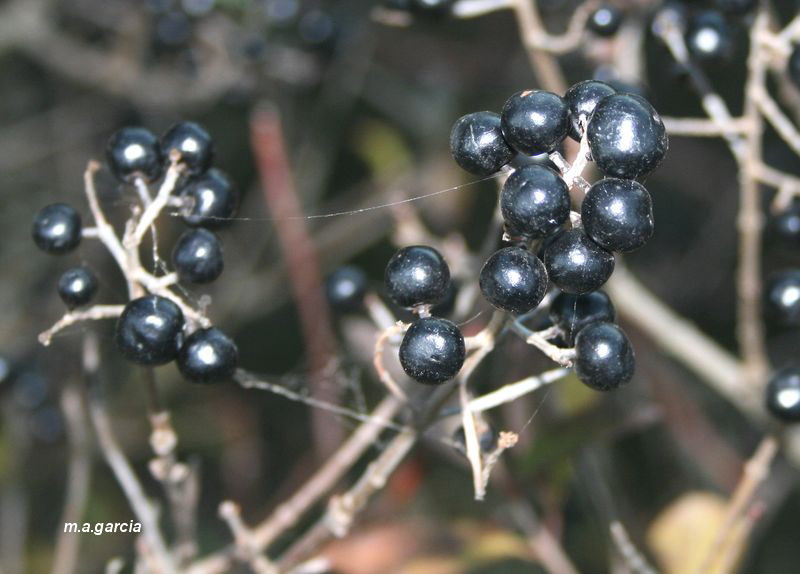 Foto de Respenda de la Peña (Palencia), España