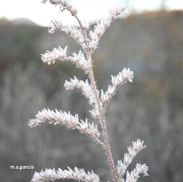 Foto de Respenda de la Peña (Palencia), España