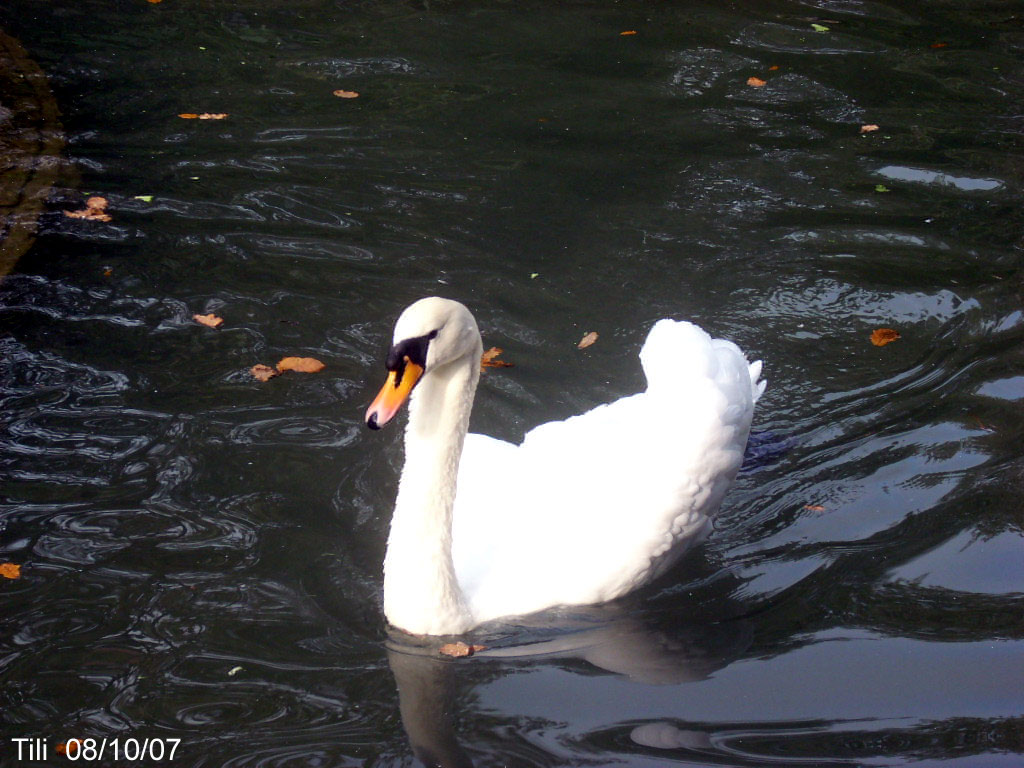 Foto de Oviedo (Asturias), España