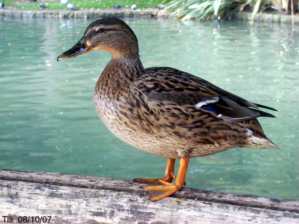Foto de Oviedo (Asturias), España