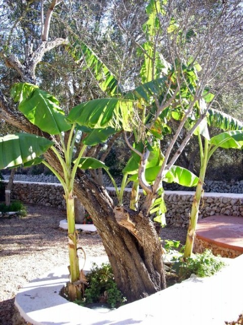 Foto de Mahón - Menorca (Illes Balears), España
