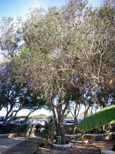 Foto de Mahón - Menorca (Illes Balears), España