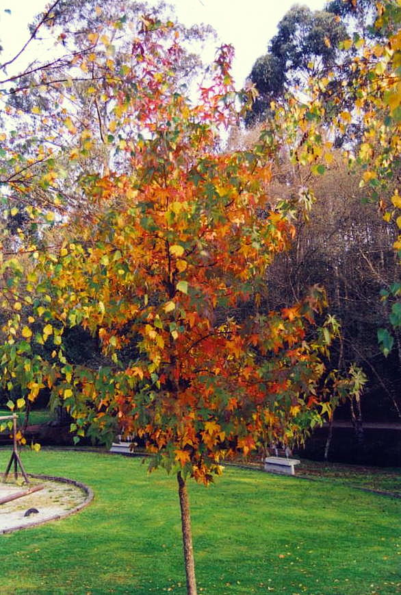 Foto de Laracha (A Coruña), España