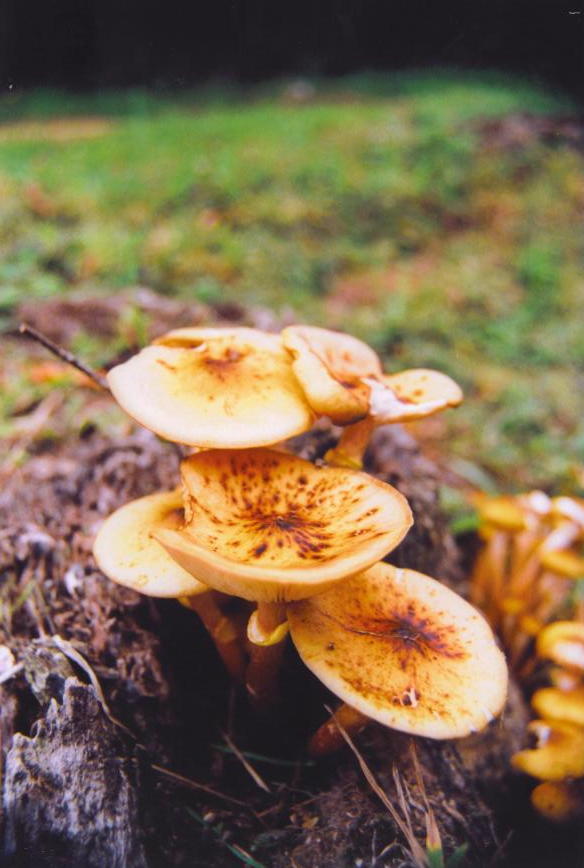 Foto de Laracha (A Coruña), España