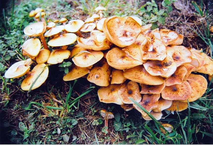 Foto de Laracha (A Coruña), España