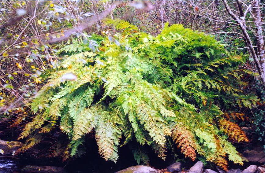 Foto de Carballo (A Coruña), España