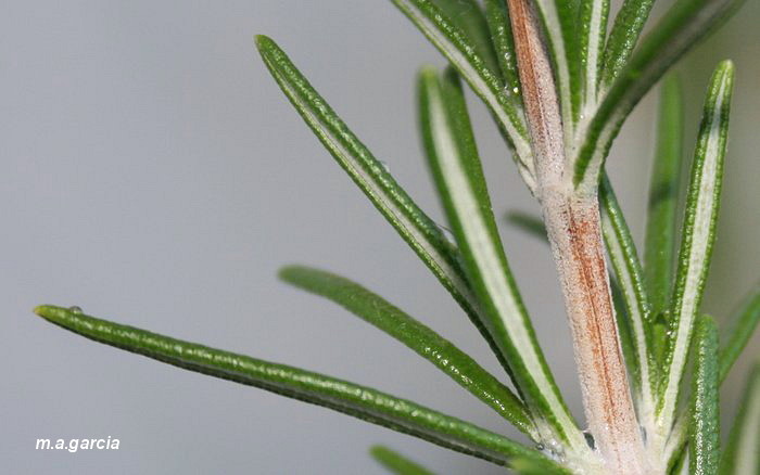 Foto de Ólvega (Soria), España