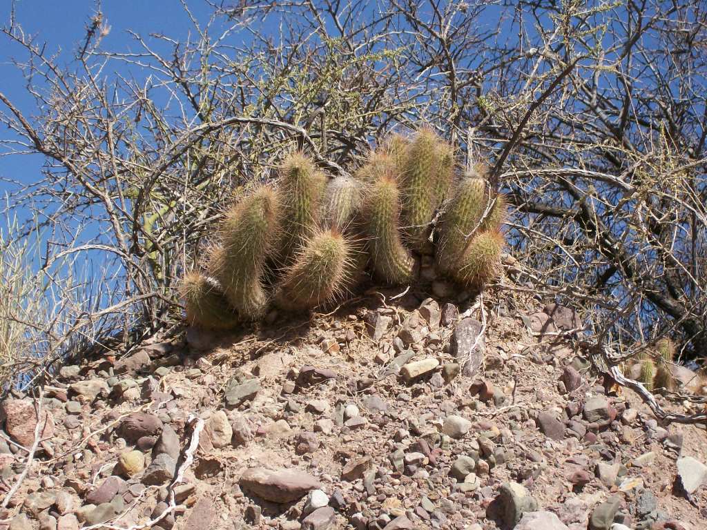 Foto de Mendoza, Argentina