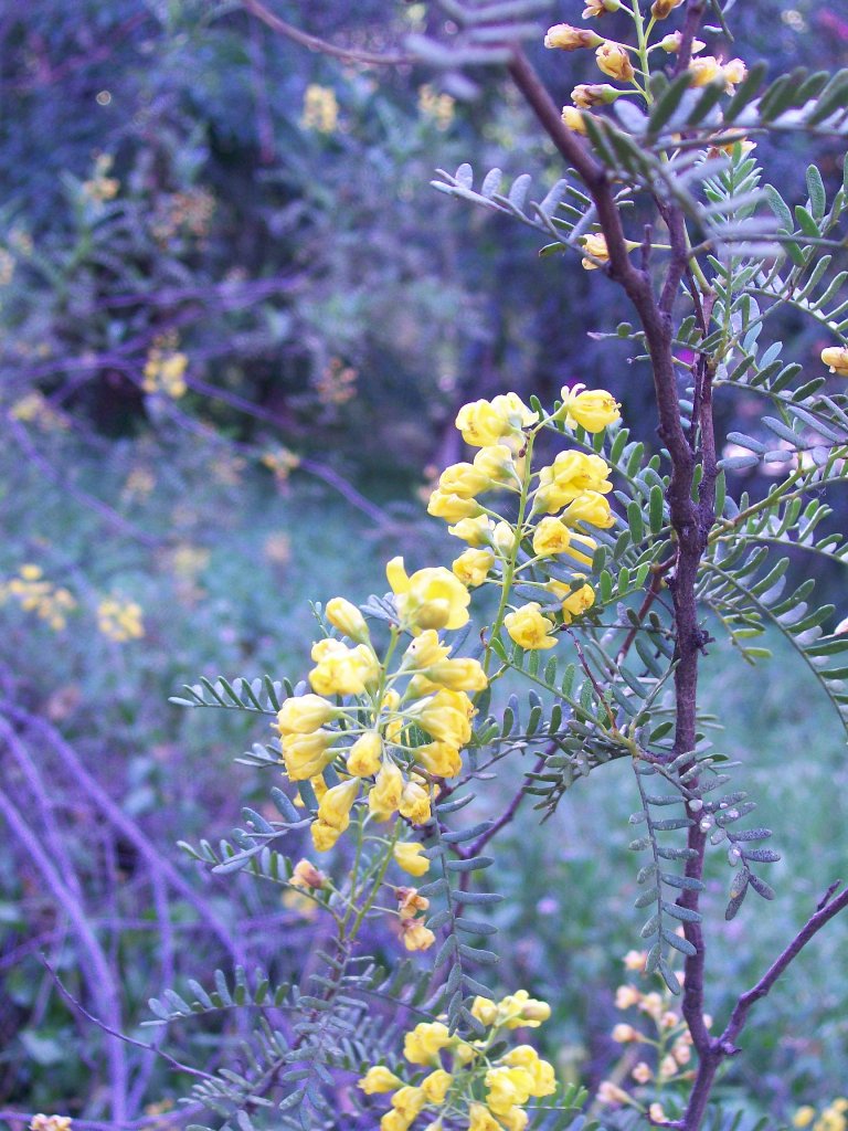 Foto de Mendoza, Argentina