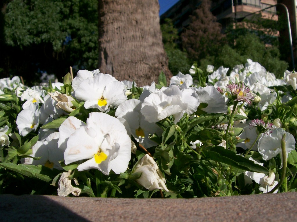 Foto de Mendoza, Argentina