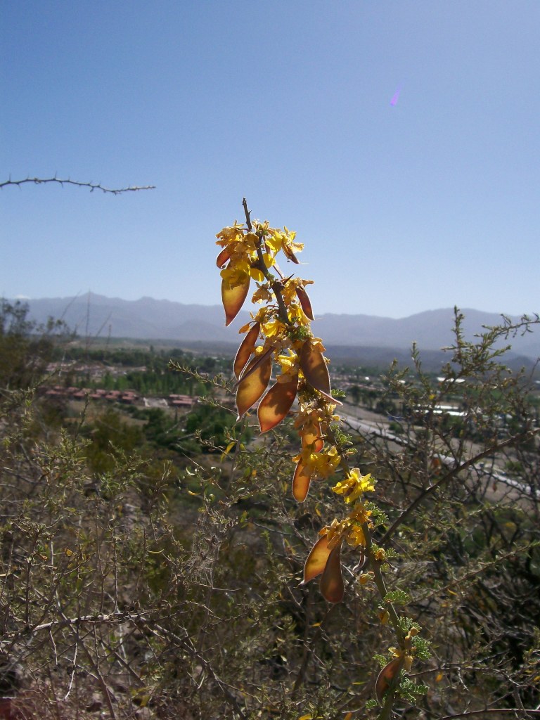 Foto de Mendoza, Argentina