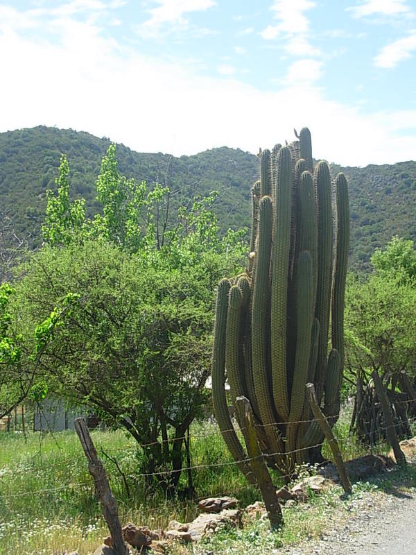 Foto de Colliguay, Chile