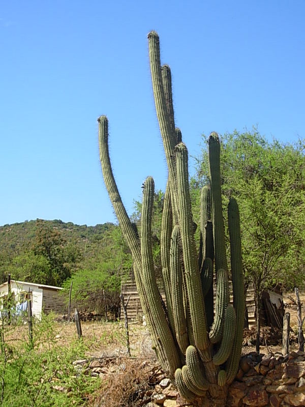 Foto de Colliguay, Chile